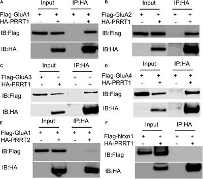 Interaction and Subcellular Association of PRRT1/SynDIG4 With AMPA Receptors